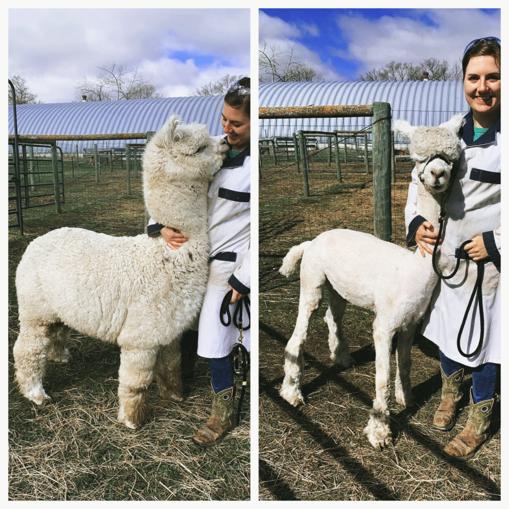 alpaca shearing; alpaca jewellery; why alpacas are shorn