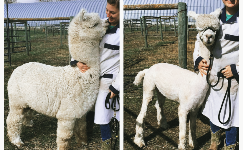 Let’s talk about alpaca shearing! 🦙