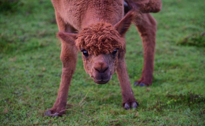 10 facts about alpacas that you might not know