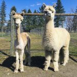 alpaca shearing, alpaca jewellery, alpaca fleece, alpaca before and after
