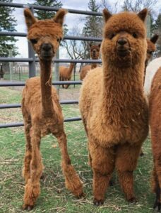 alpaca shearing, alpaca jewellery, alpaca fleece, alpaca before and after