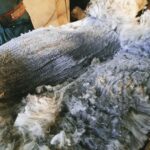 alpaca shearing, alpaca fleece, alpaca jewellery